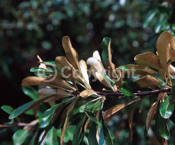 White blooms; Semi-evergreen; North American Native