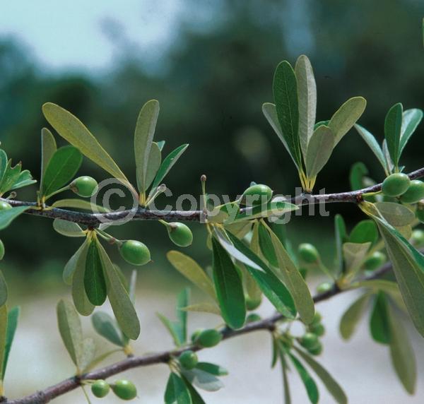 White blooms; Semi-evergreen; North American Native