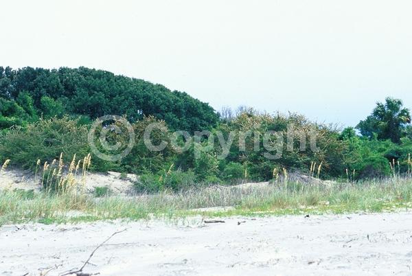 White blooms; Semi-evergreen; North American Native