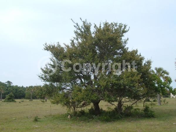 White blooms; Semi-evergreen; North American Native
