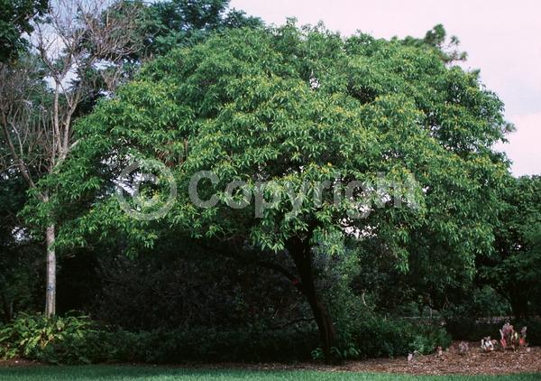 Yellow blooms; Evergreen; North American Native