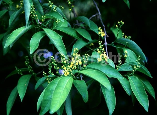 Yellow blooms; Evergreen; North American Native