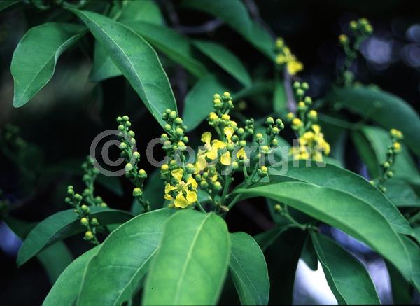 Yellow blooms; Evergreen; North American Native