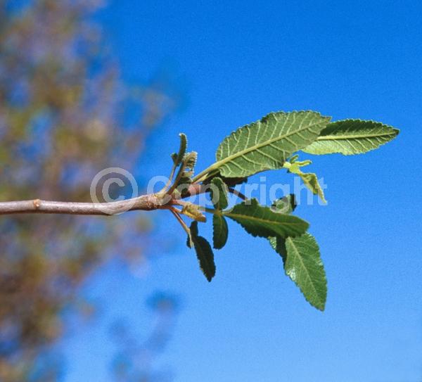 Green blooms; Semi-evergreen; North American Native