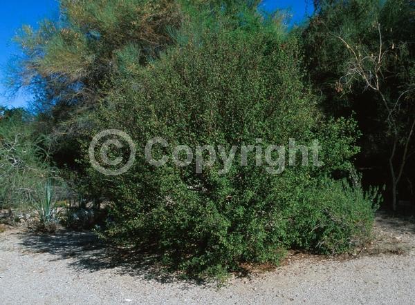 Green blooms; Semi-evergreen; North American Native