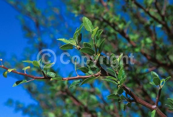 Green blooms; Semi-evergreen; North American Native