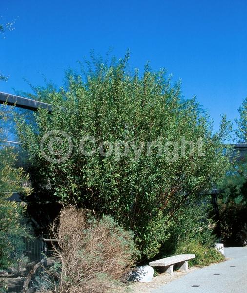 Green blooms; Semi-evergreen; North American Native