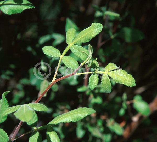 Green blooms; Semi-evergreen; North American Native