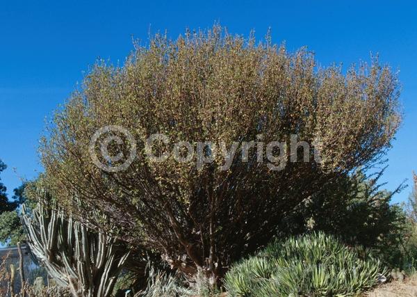 Green blooms; Semi-evergreen; North American Native