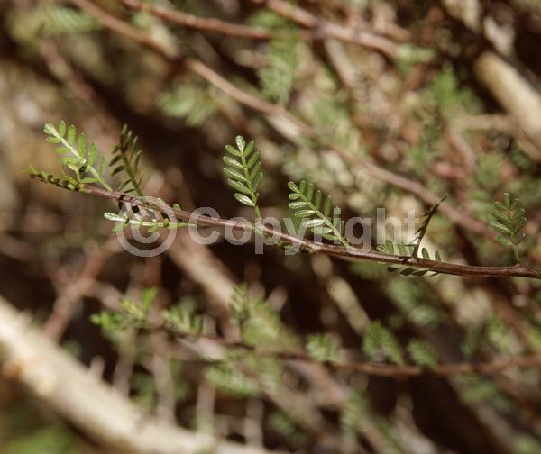 White blooms; Deciduous; North American Native
