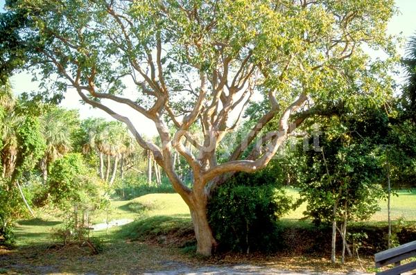Green blooms; Semi-evergreen; North American Native