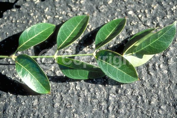 Green blooms; Semi-evergreen; North American Native