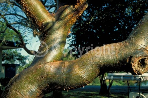 Green blooms; Semi-evergreen; North American Native