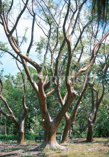 Green blooms; Semi-evergreen; North American Native
