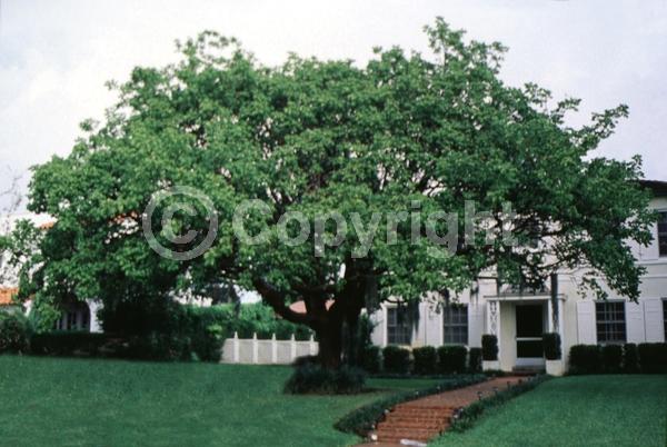 Green blooms; Semi-evergreen; North American Native