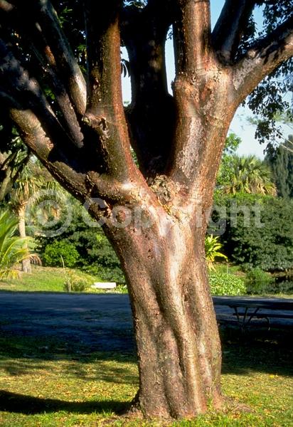 Green blooms; Semi-evergreen; North American Native