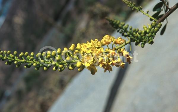 Yellow blooms; Semi-evergreen; North American Native