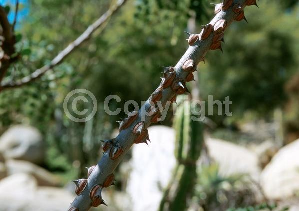 Yellow blooms; Semi-evergreen; North American Native