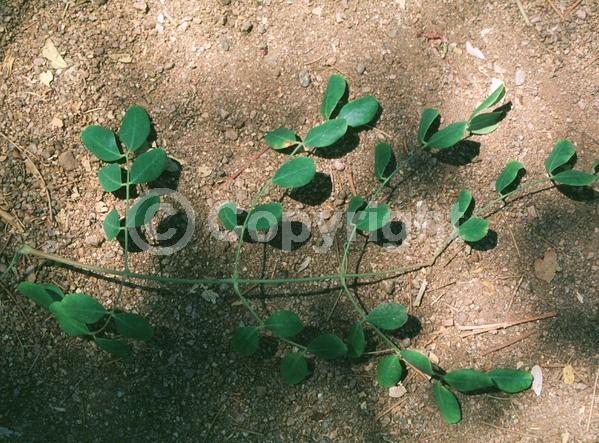 Yellow blooms; Semi-evergreen; North American Native