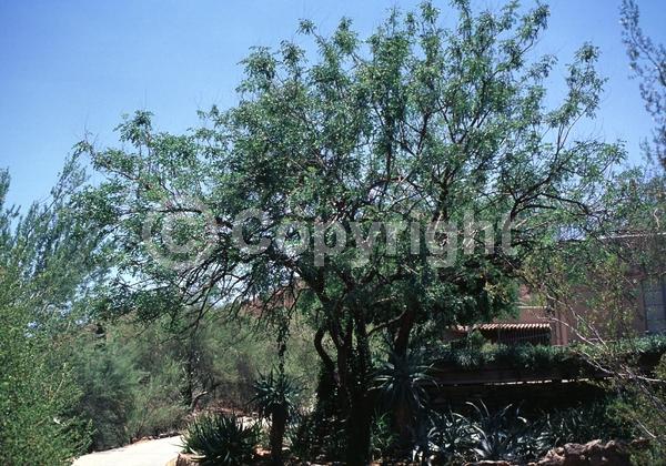 Yellow blooms; Semi-evergreen; North American Native