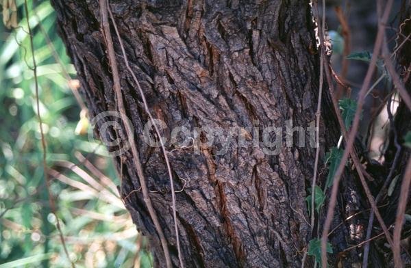 Yellow blooms; Semi-evergreen; North American Native