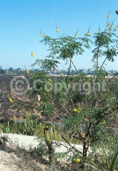 Yellow blooms; Semi-evergreen; North American Native