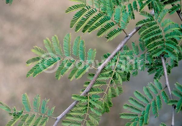 Yellow blooms; Evergreen; Needles or needle-like leaf; North American Native