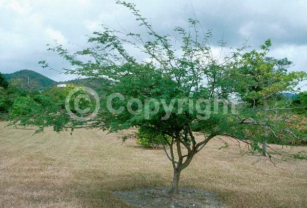 Yellow blooms; Evergreen; Needles or needle-like leaf; North American Native