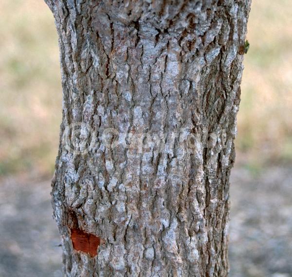 Yellow blooms; Evergreen; Needles or needle-like leaf; North American Native