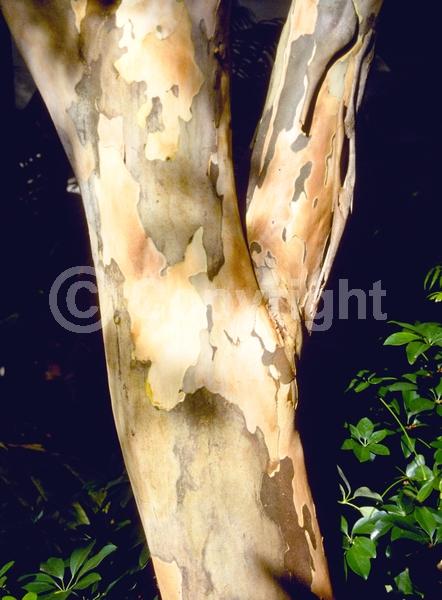 Yellow blooms; Evergreen; Needles or needle-like leaf