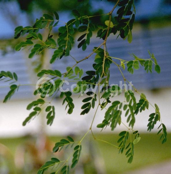 Yellow blooms; Evergreen; Needles or needle-like leaf