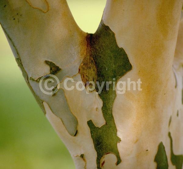 Yellow blooms; Evergreen; Needles or needle-like leaf