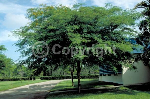 Yellow blooms; Evergreen; Needles or needle-like leaf