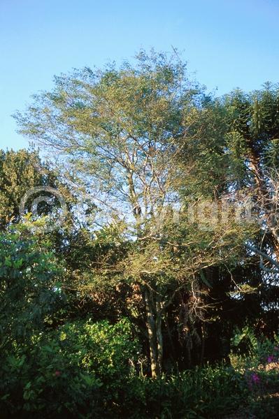 Yellow blooms; Evergreen; Needles or needle-like leaf