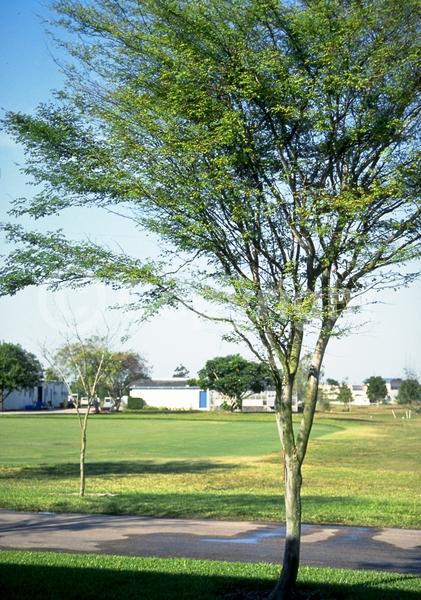 Yellow blooms; Evergreen; Needles or needle-like leaf