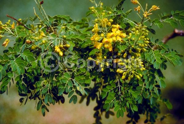 Yellow blooms; Evergreen; Needles or needle-like leaf; North American Native