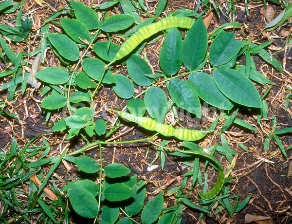 Yellow blooms; Evergreen; Needles or needle-like leaf; North American Native