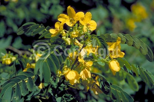 Yellow blooms; Evergreen; Needles or needle-like leaf; North American Native