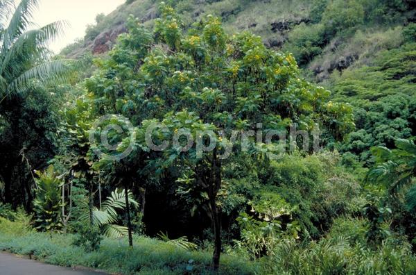 Yellow blooms; Evergreen; Needles or needle-like leaf; North American Native