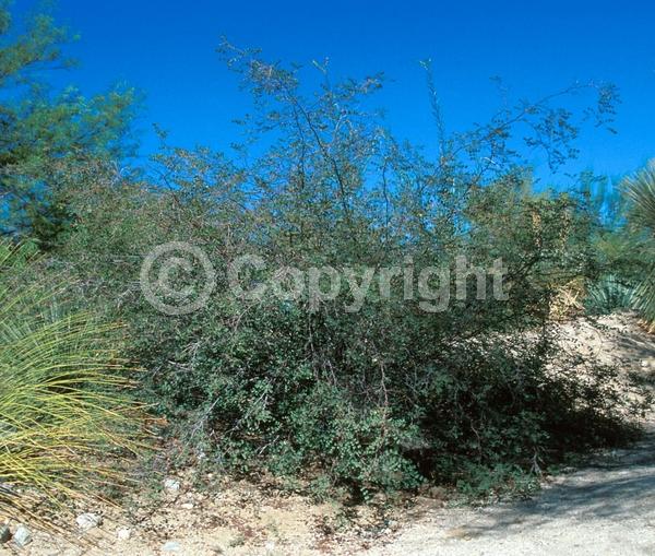 Yellow blooms; Evergreen; Needles or needle-like leaf; North American Native
