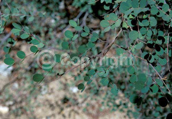 Yellow blooms; Evergreen; Needles or needle-like leaf; North American Native