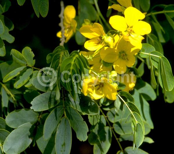 Yellow blooms; Evergreen; Needles or needle-like leaf; North American Native