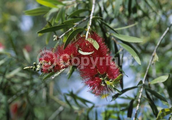 Red blooms; Evergreen