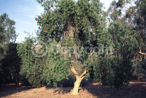 Red blooms; Evergreen
