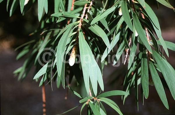 Red blooms; Evergreen