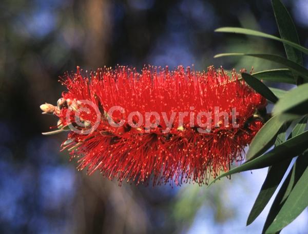 Red blooms; Evergreen