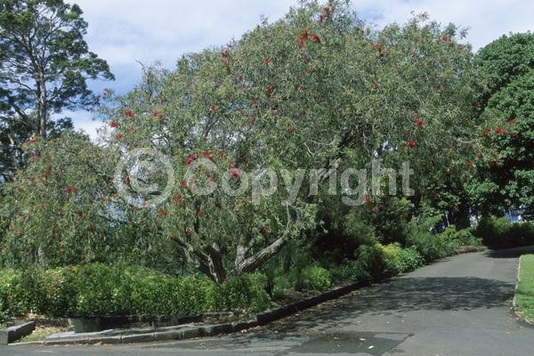 Red blooms; Evergreen