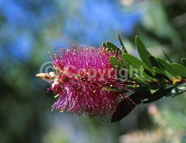 Purple blooms; Evergreen