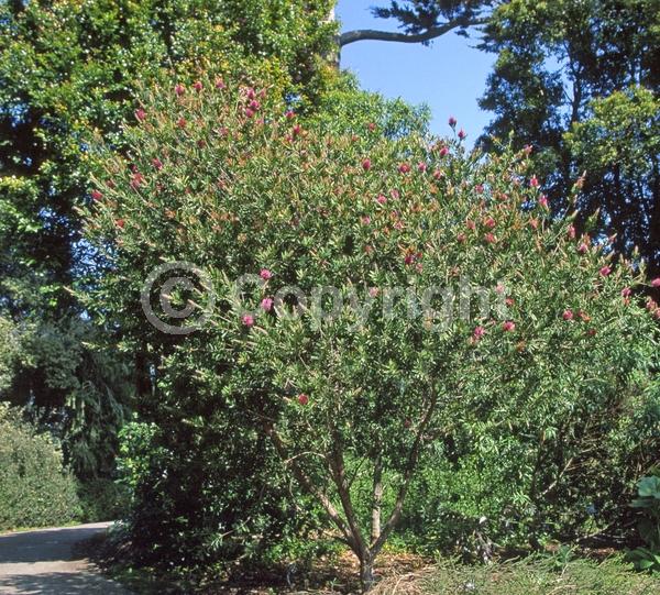 Purple blooms; Evergreen