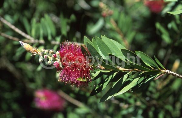 Purple blooms; Evergreen